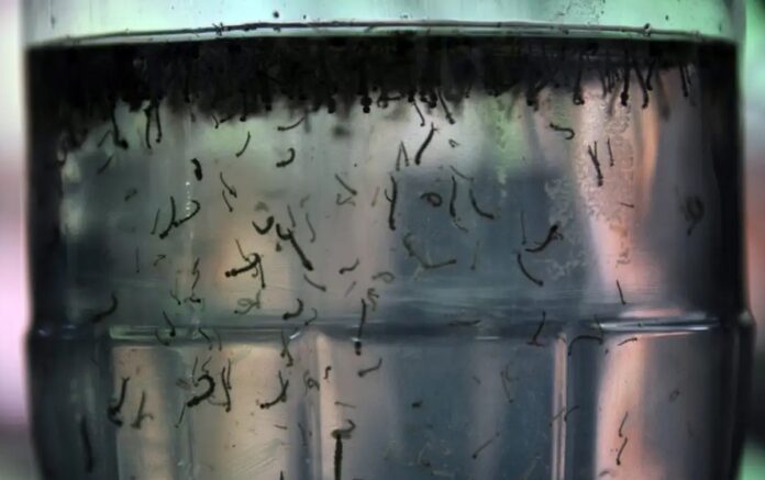 dengue